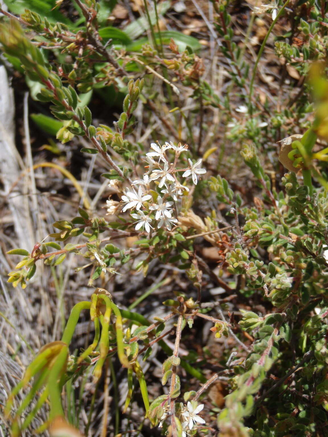 Image of Agathosma mundtii Cham.