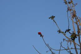 Image of Erythrina suberosa Roxb.