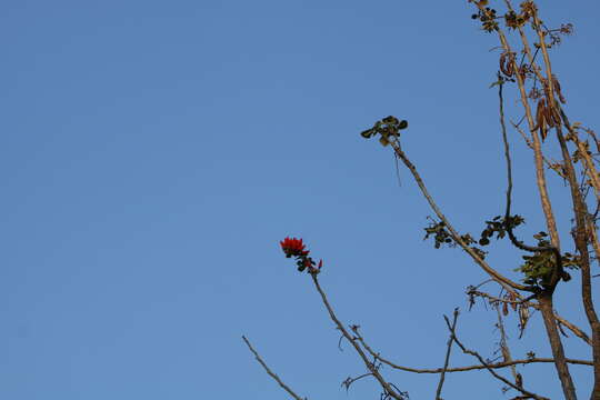 Plancia ëd Erythrina suberosa Roxb.