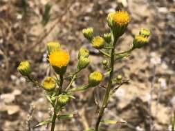 Image of California rayless fleabane