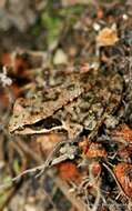 Image of Iberian Frog