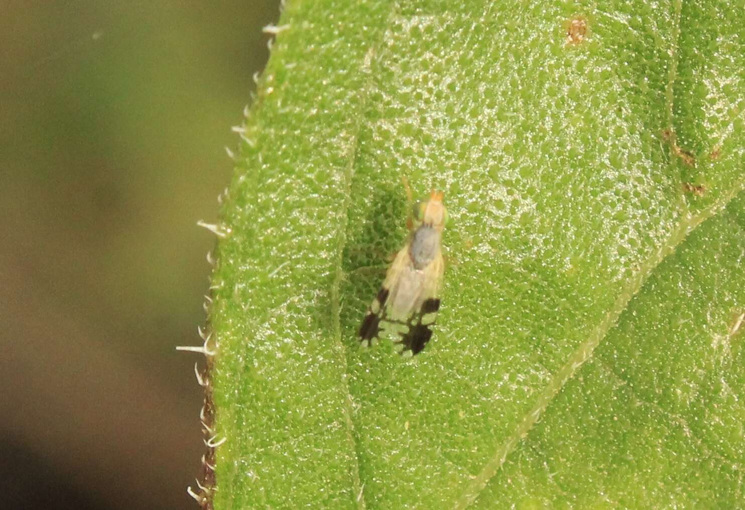 Image of Trupanea bisetosa (Coquillett 1899)