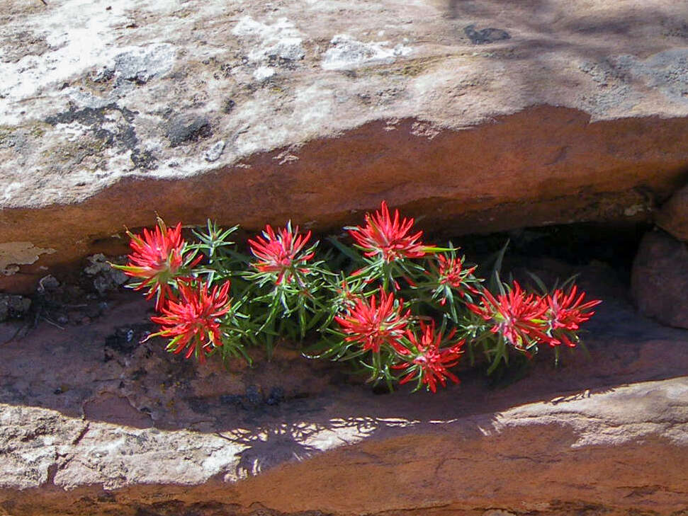 Image de Castilleja scabrida Eastw.