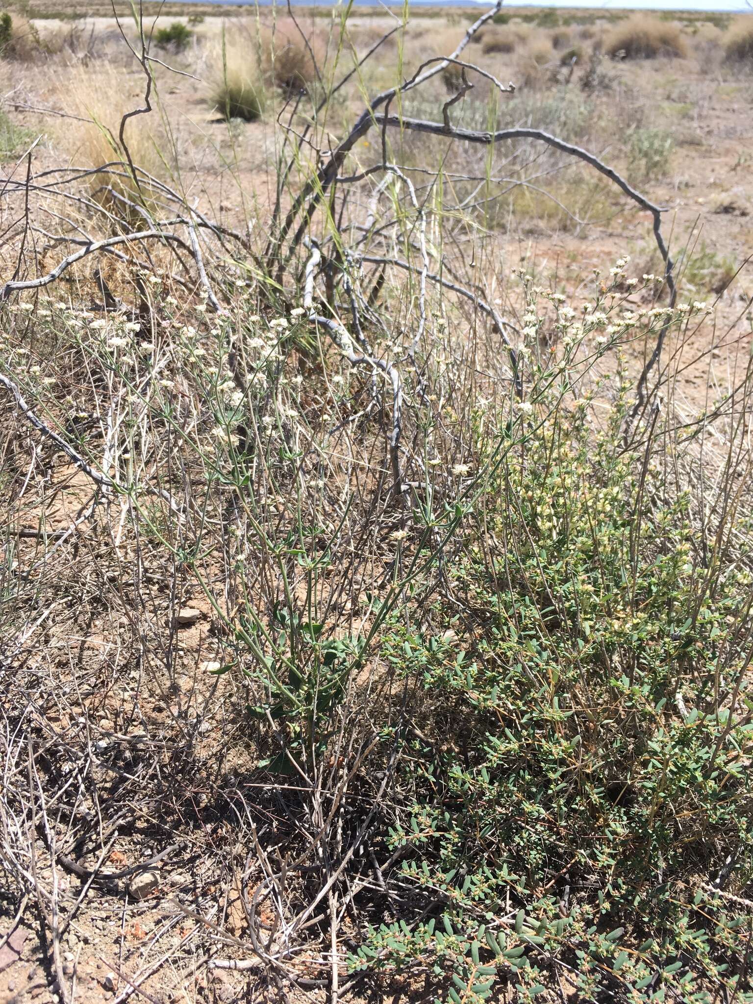 Image of Abert's buckwheat