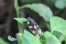 Image of Therea regularis Grandcolas 1993