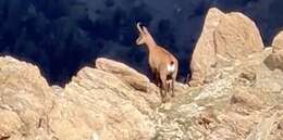 Image of Abruzzo Chamois