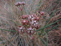 Image of Hooded meadow-star