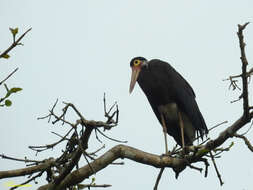 Image of Storm's Stork