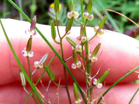 Image of Triglochin bulbosa subsp. tenuifolia (Adamson) Horn