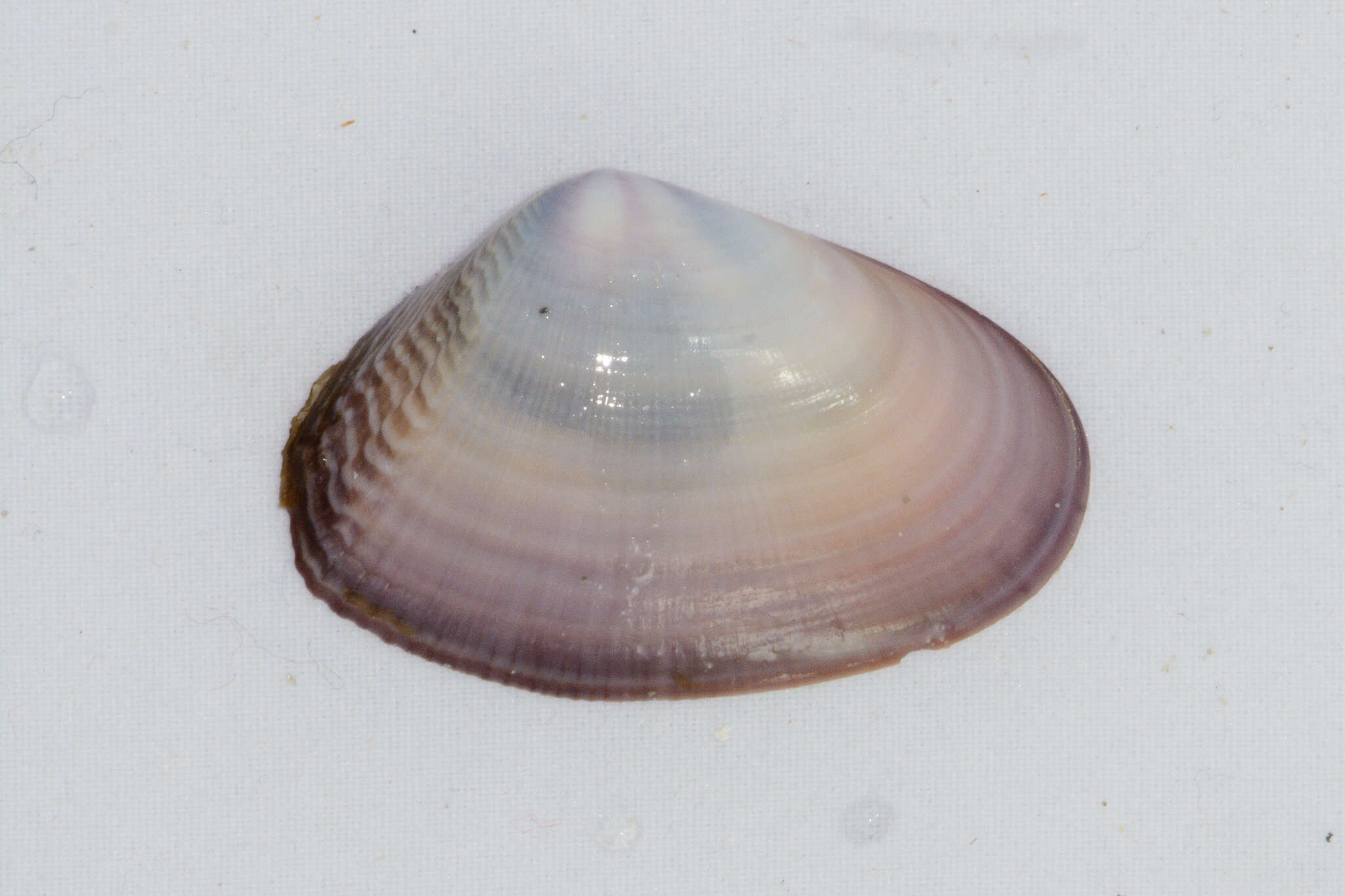 Image of giant South African wedge clam