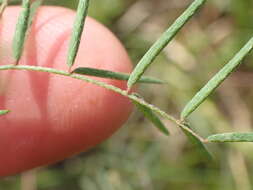 Image of Indigofera filipes Harv.