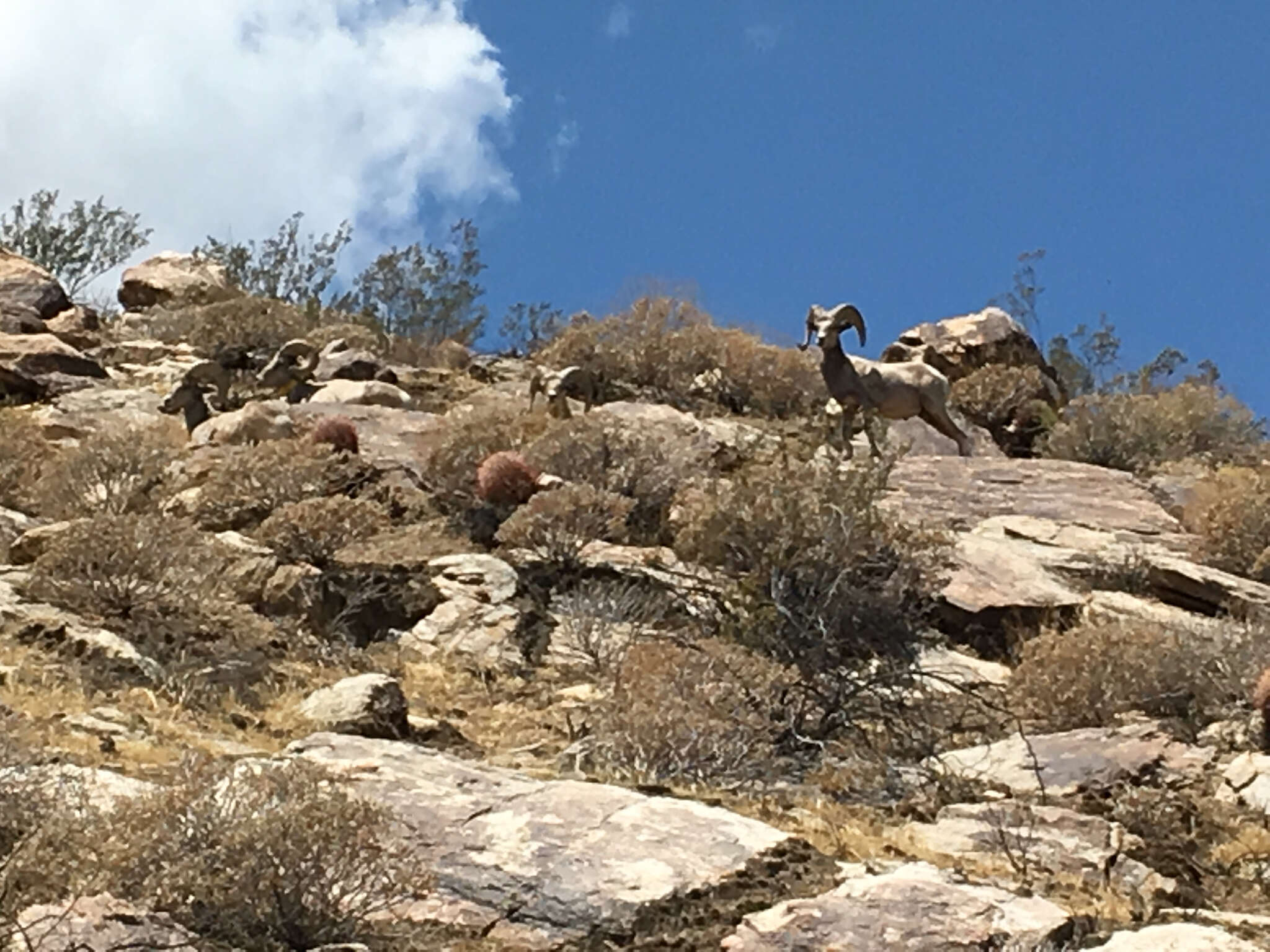 Image of Desert bighorn sheep