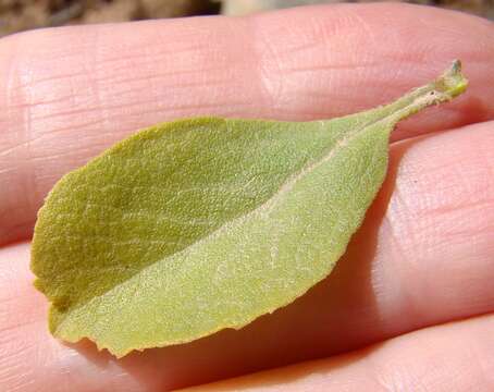 Salvia chamelaeagnea Berg. resmi