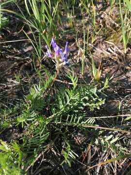 Image de Oxytropis altaica (Pall.) Pers.