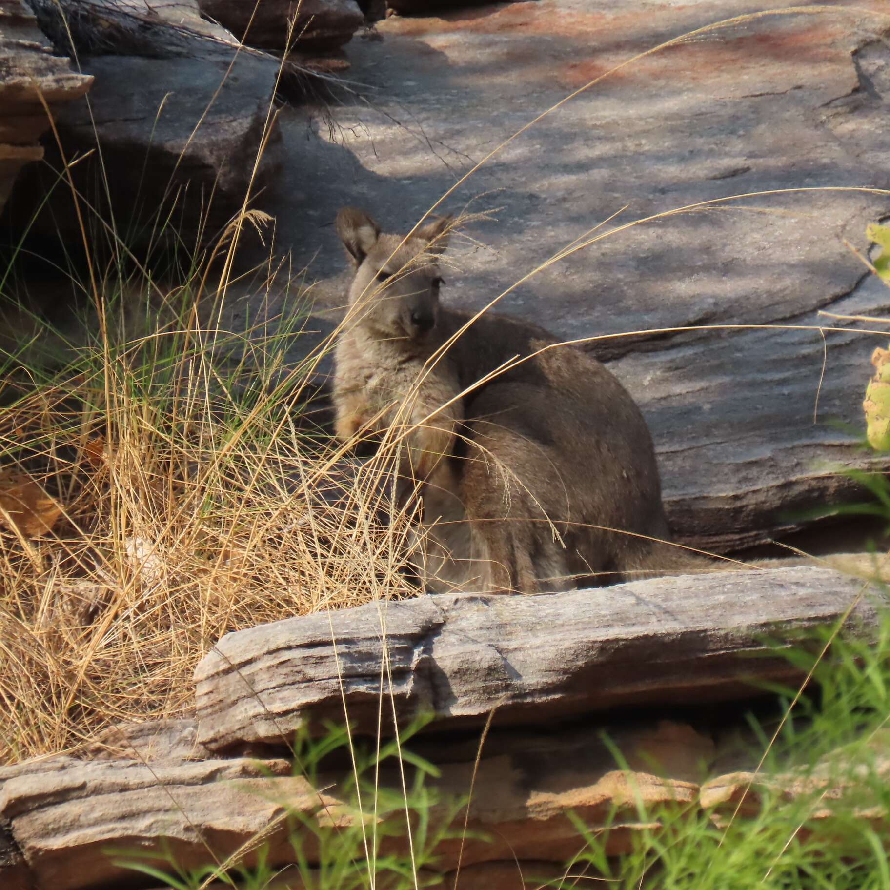 Imagem de Macropus bernardus W. Rothschild 1904