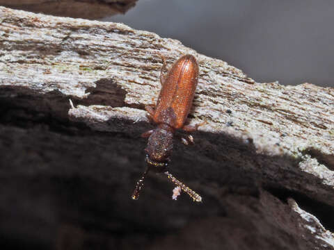 Image of Flat bark beetle