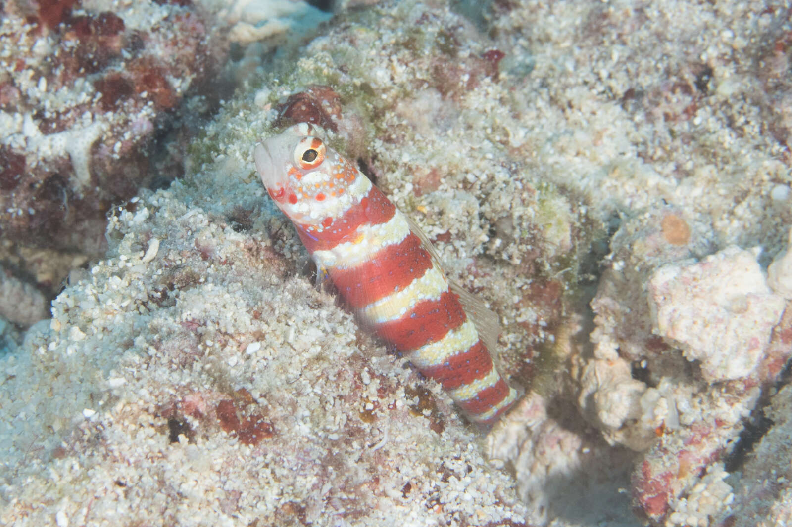 Image of Gorgeous prawn goby