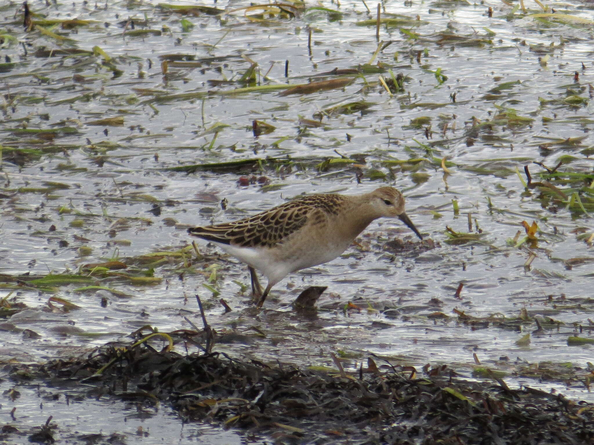 Image of Ruff