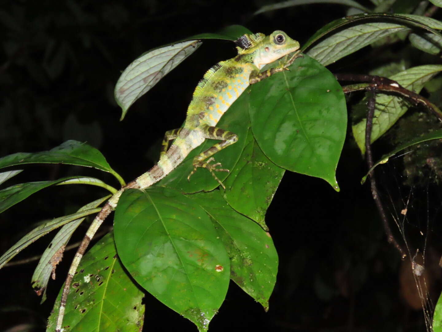 Image of Giant Forest Dragon