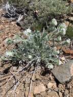 Plancia ëd Oreocarya flavoculata A. Nels.