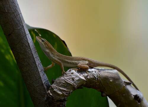 Image of Oaxacan Oak Anole