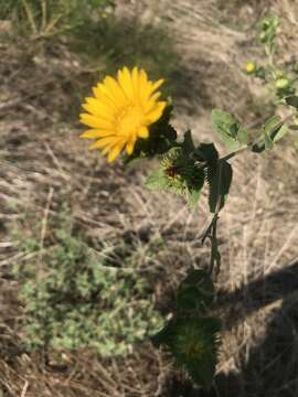 Image de Grindelia adenodonta (Steyerm.) G. L. Nesom