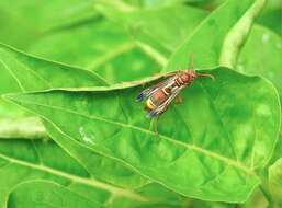 Image of Polistes stigma (Fabricius 1793)