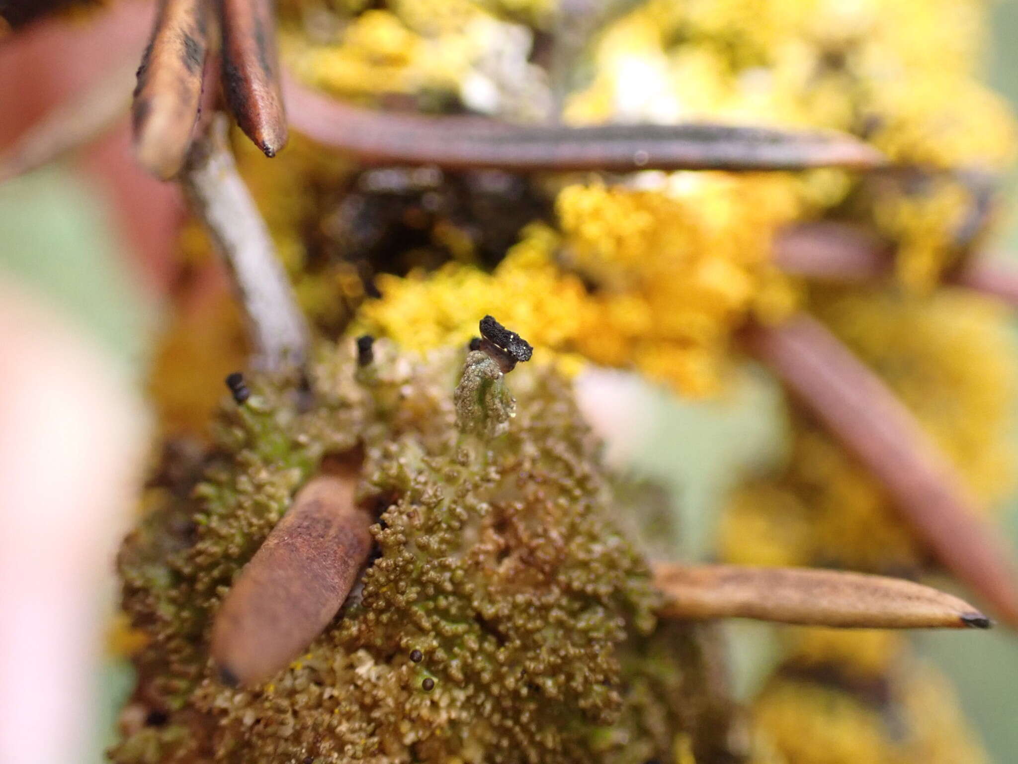 Image of urn lichen