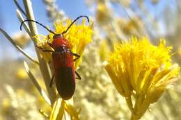 Imagem de Crossidius coralinus ascendens Linsley 1957