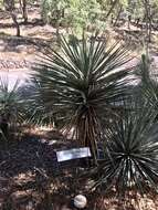 Image of Schott's yucca