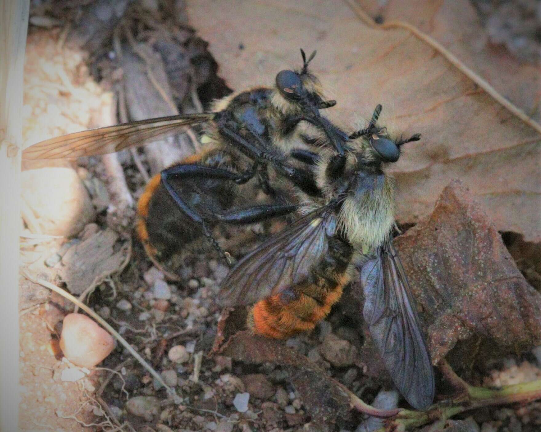 Image of Laphria janus McAtee 1919