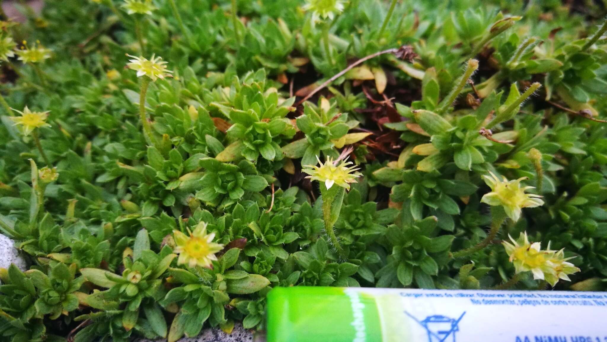 Imagem de Saxifraga sedoides L.