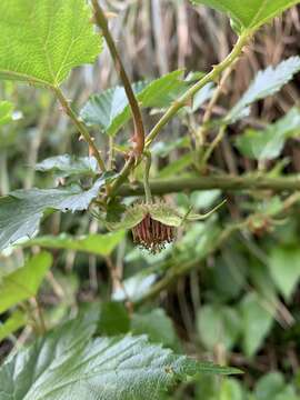 Rubus taitoensis Hayata resmi