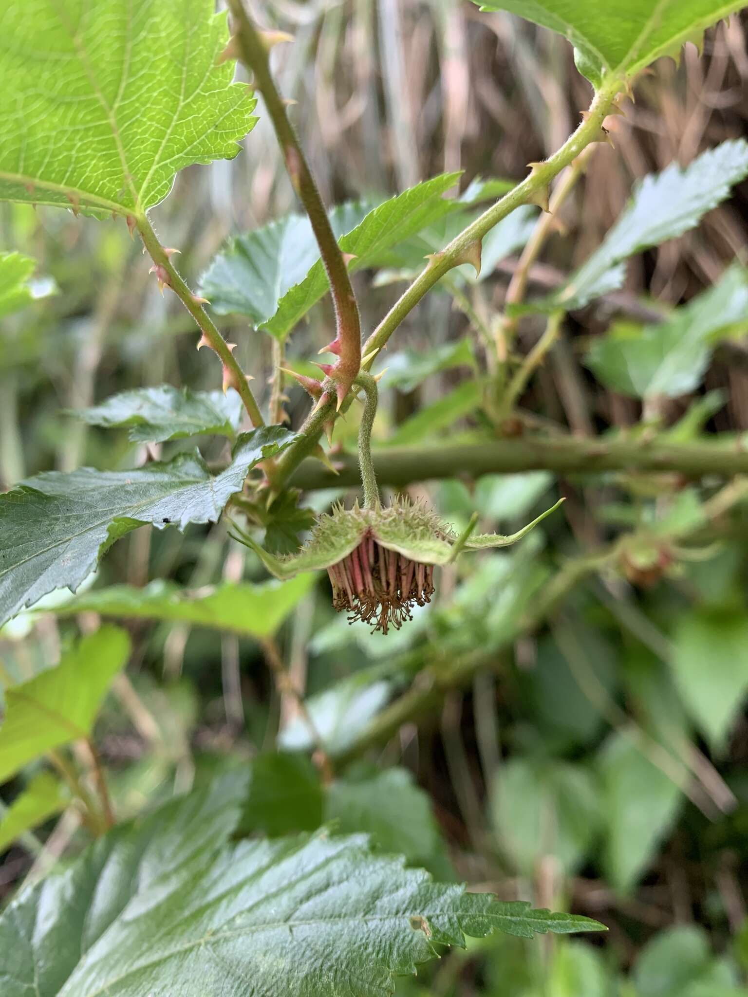 Sivun Rubus taitoensis Hayata kuva