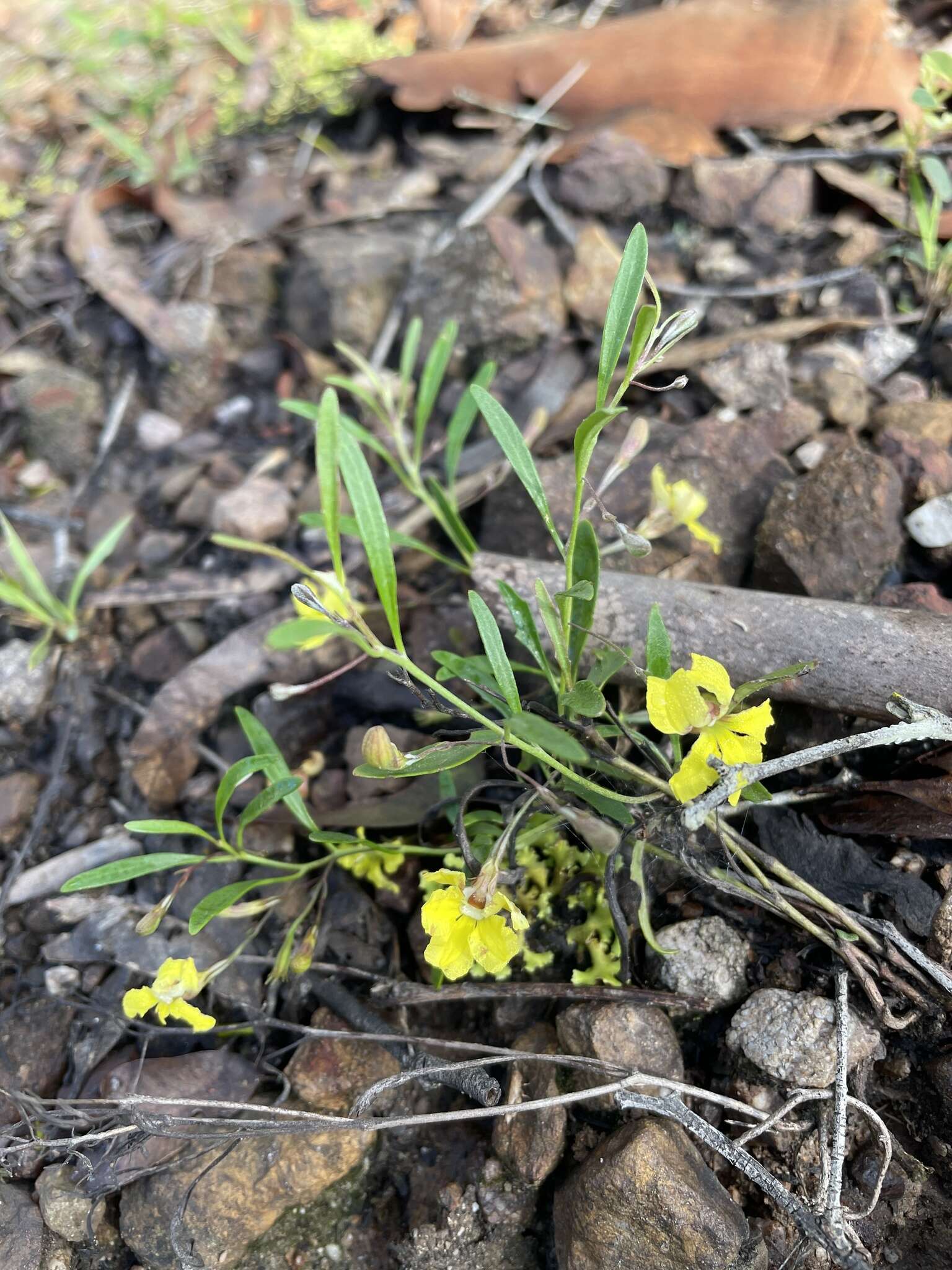 Image of Goodenia delicata R. Carolin