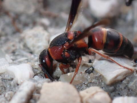 Image of Euodynerus castigatus rubivestis (Bohart 1948)