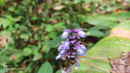 Image de Salvia mocinoi Benth.