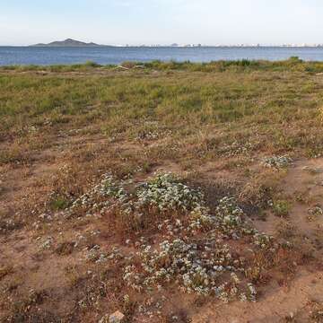 Image of Limonium thouinii (Viv.) O. Kuntze