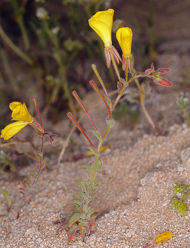 Image of Camissonia kernensis subsp. kernensis