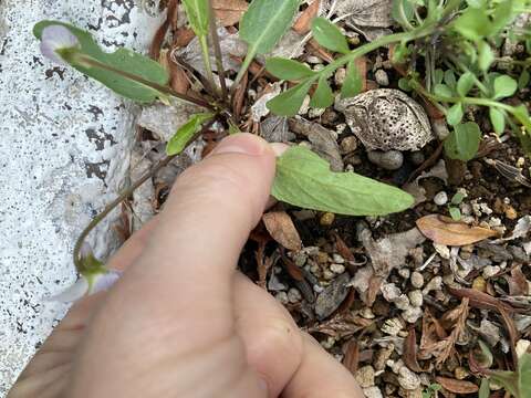 Image de Viola betonicifolia var. albescens (Nakai) Maekawa & Hashimoto