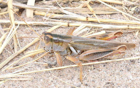 Melanoplus packardii Scudder & S. H. 1878的圖片