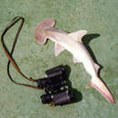 Image of Scoophead Shark