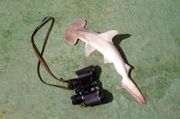 Image of Scoophead Shark