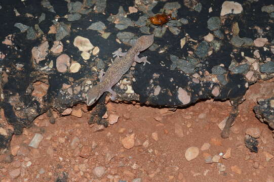 Image of Diplodactylus bilybara Couper, Pepper & Oliver 2014