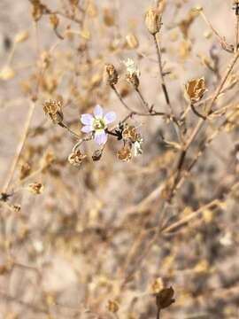 Plancia ëd Dayia glutinosa (Phil.) J. M. Porter