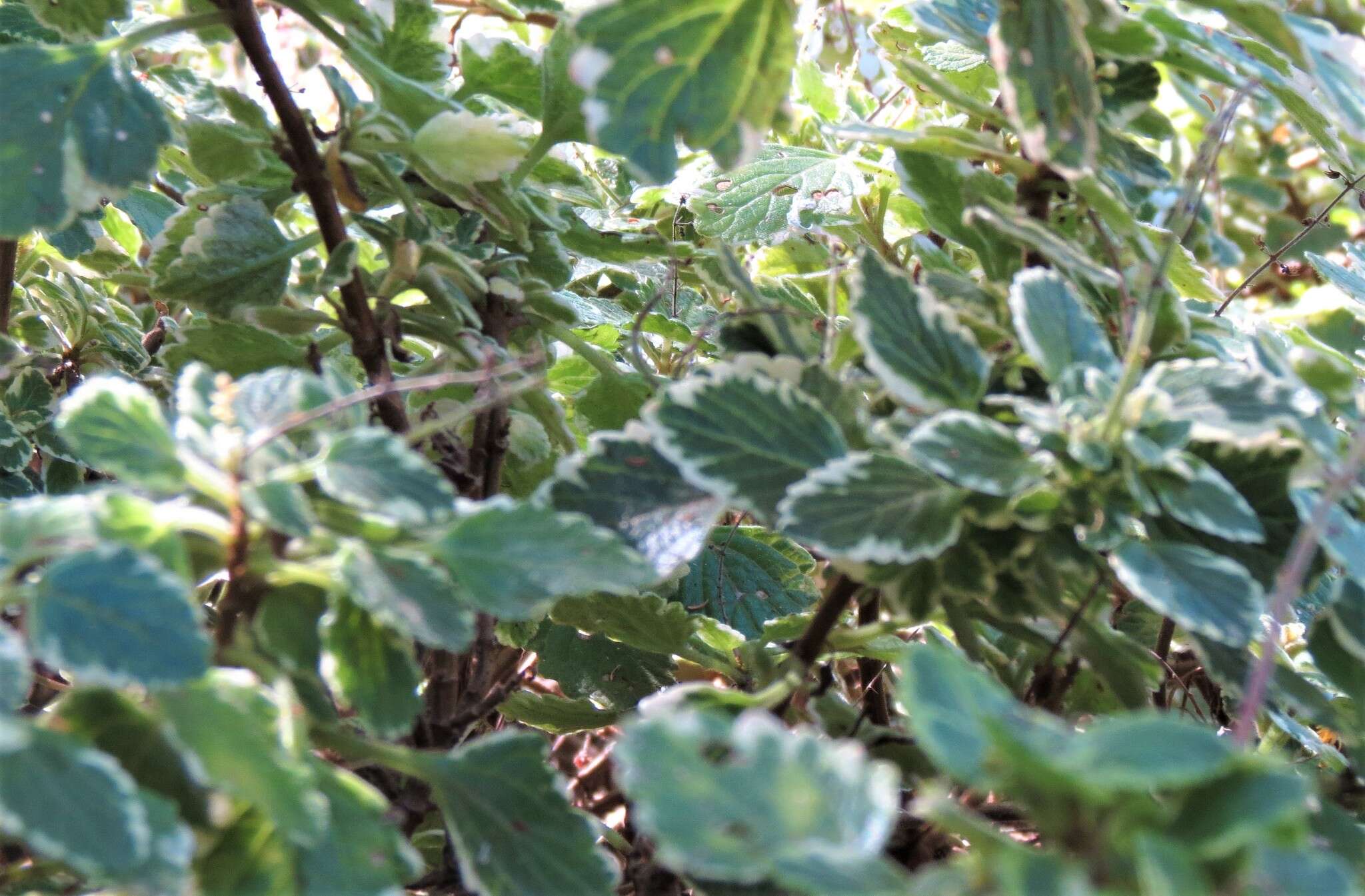 صورة Plectranthus madagascariensis (Pers.) Benth.