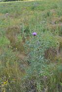 Cirsium serrulatum (M. Bieb.) Fischer的圖片