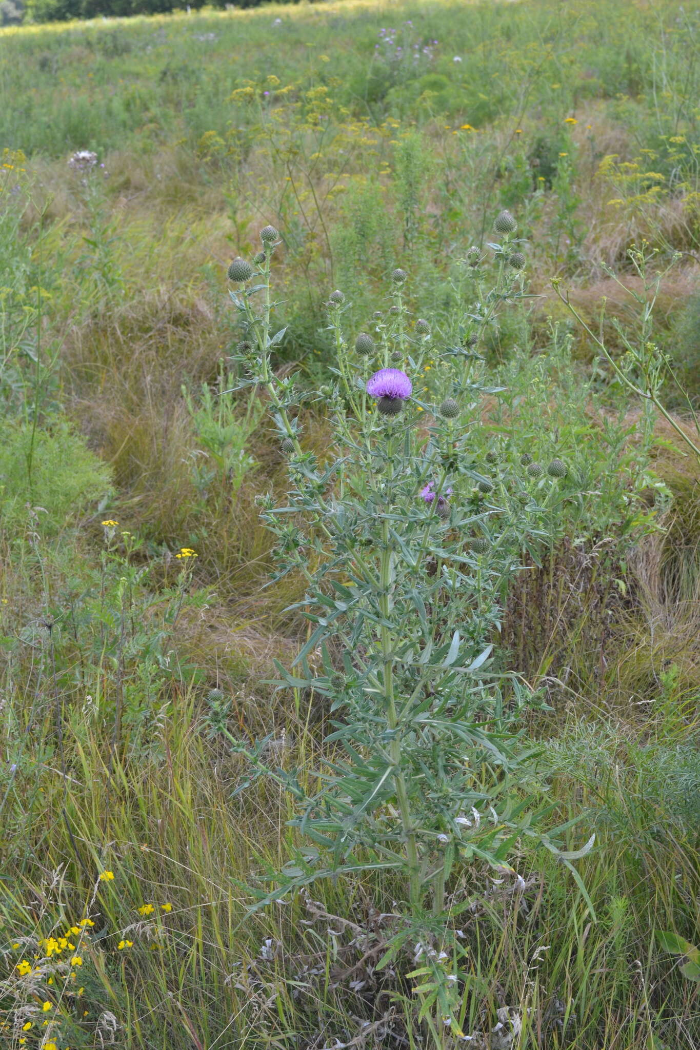 Image de Cirsium serrulatum (M. Bieb.) Fischer