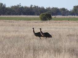 Image of Emu