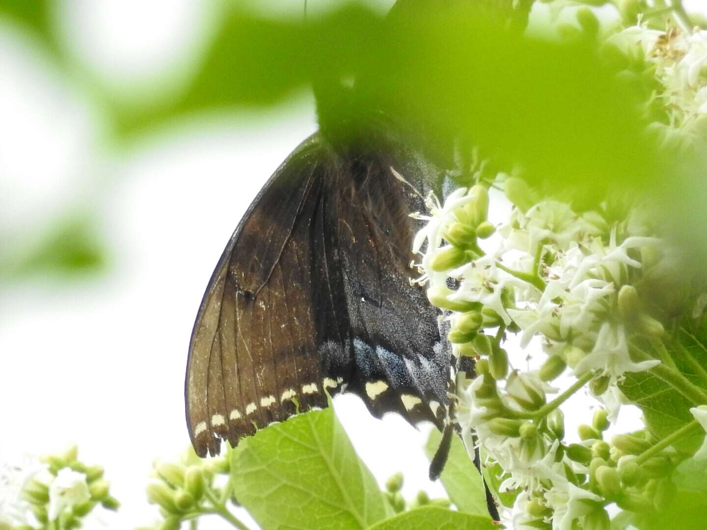 Imagem de Papilio alexiares garcia Rothschild & Jordan 1906